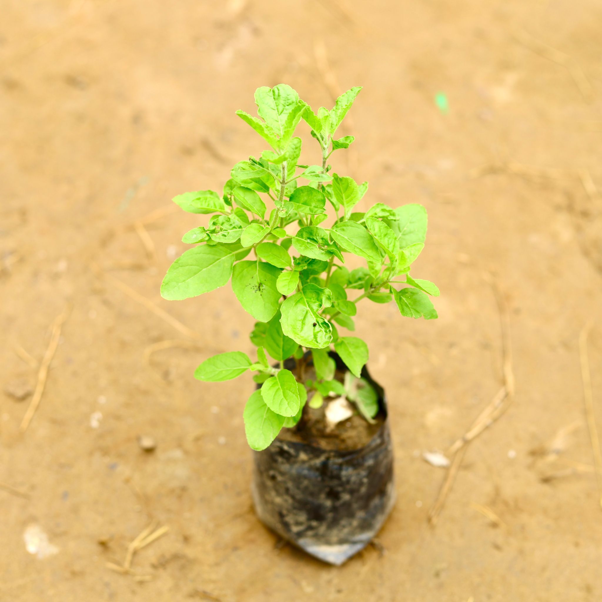 Rama Tulsi in 4 Inch Nursery Bag