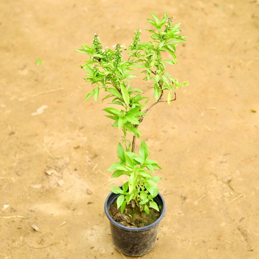 Buy Rama Tulsi in 6 Inch Nursery Pot Online | Urvann.com Rama Tulsi in 6 Inch Nursery Pot