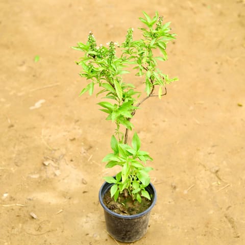 Rama Tulsi in 6 Inch Nursery Pot