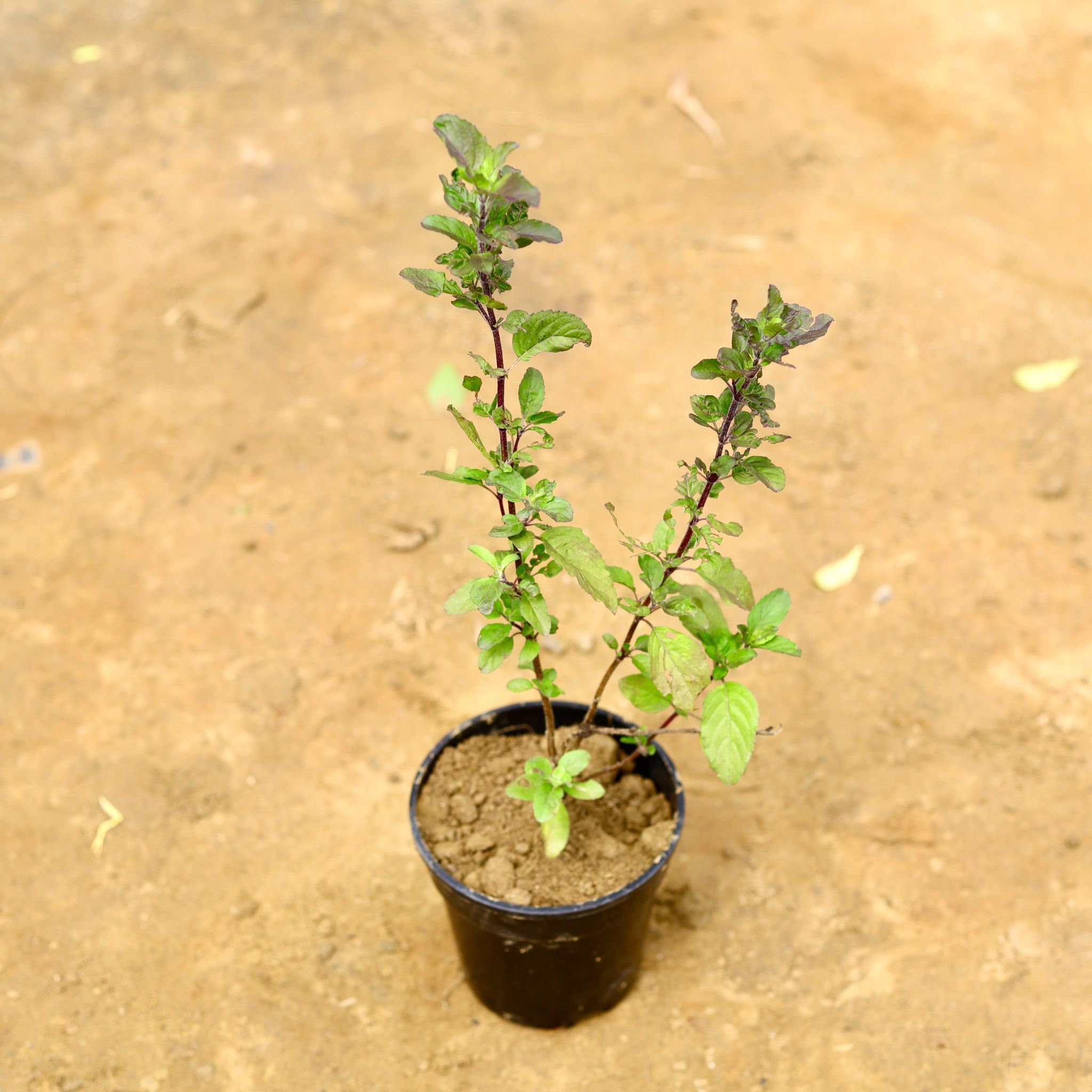 Shyama Tulsi in 5 Inch Nursery Pot