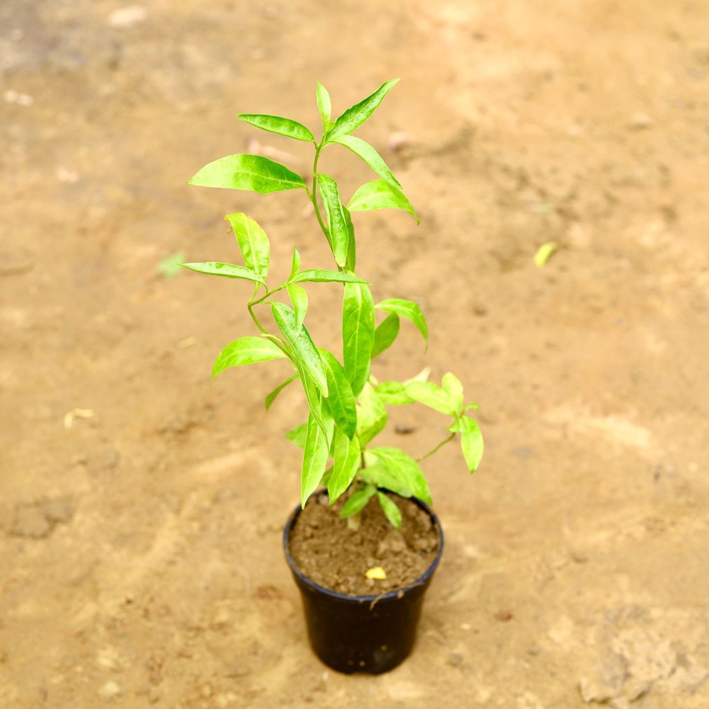 Buy Raat Ki Rani / Night Blooming Jasmine� in 5 Inch Nursery Pot Online | Urvann.com Raat Ki Rani / Night Blooming Jasmine in 5 Inch Nursery Pot