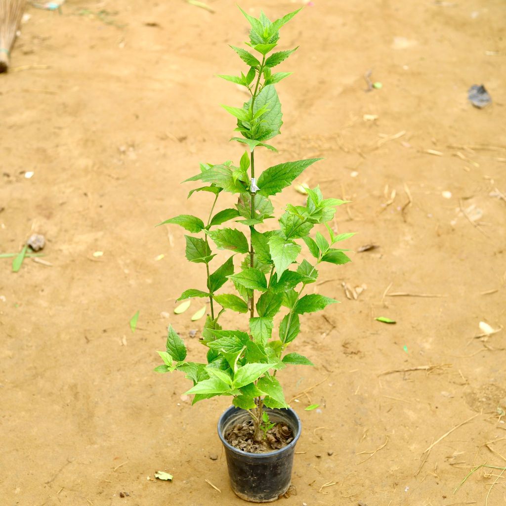 Buy Harsingar / Parijat in 6 Inch Nursery Pot Online | Urvann.com Harsingar / Parijat in 6 Inch Nursery Pot