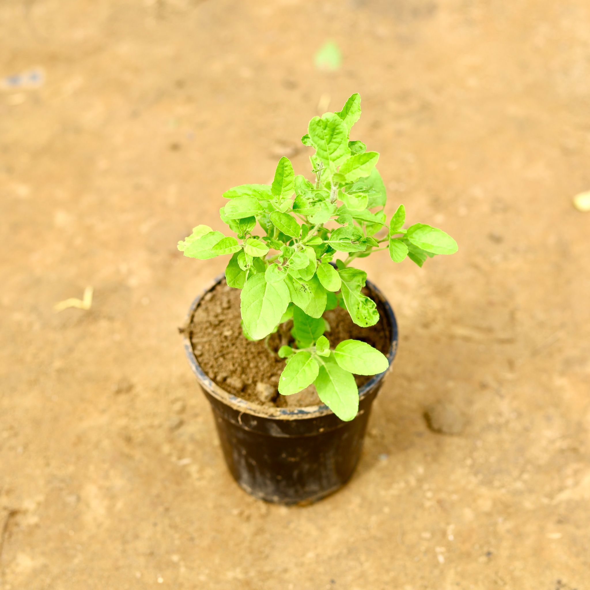 Rama Tulsi in 5 Inch Nursery Pot