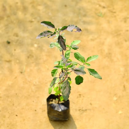 Buy Tulsi Shyama in 4 Inch Nursery Bag Online | Urvann.com