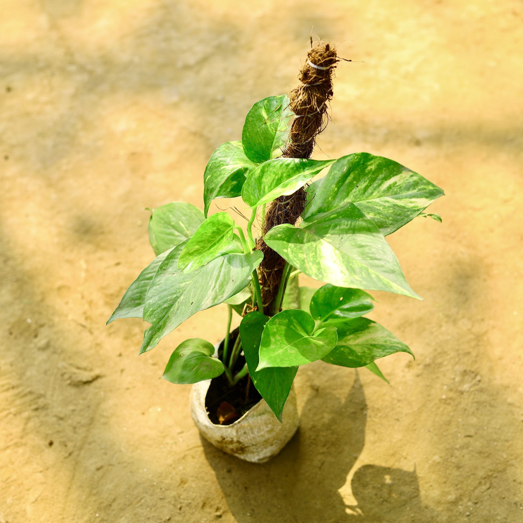 Money Plant with Moss Stick in 4 Inch Nursery Bag