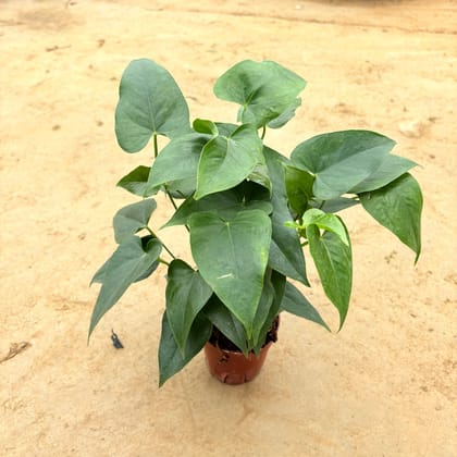 Anthurium (Any Colour) in 5 Inch Nursery Pot