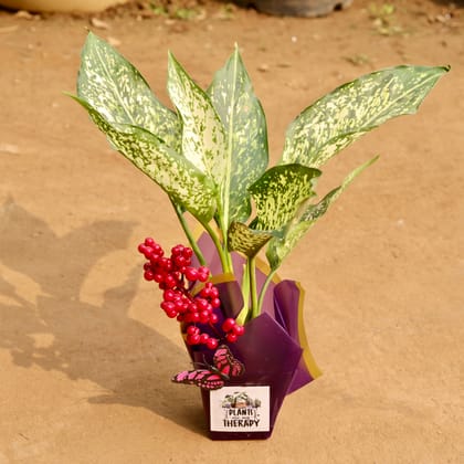 Buy Aglaonema Snow White in 3 Inch Gift Wrapped Nursery Pot | Urvann.com