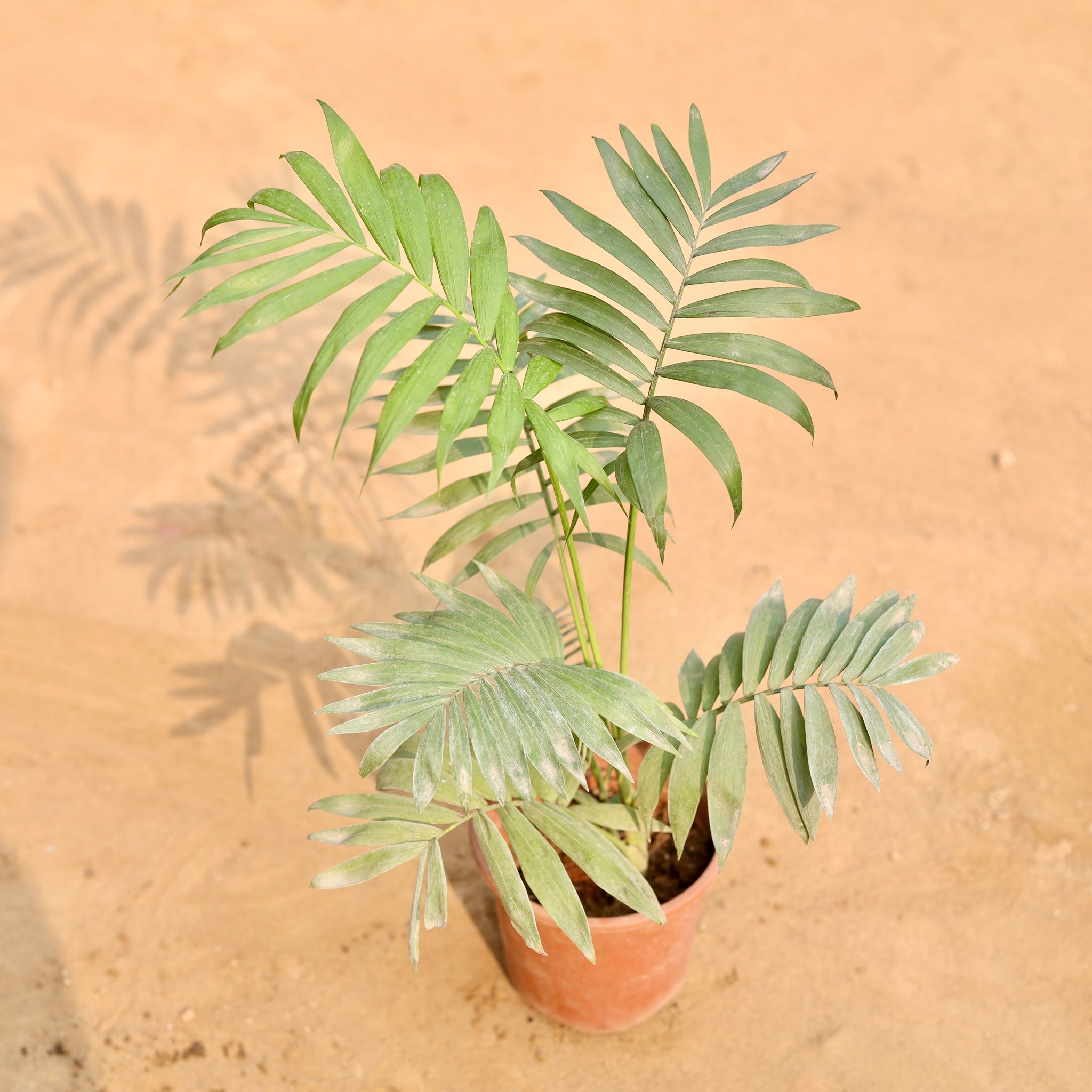 Chamaedorea Palm in 5 Inch Nursery Pot