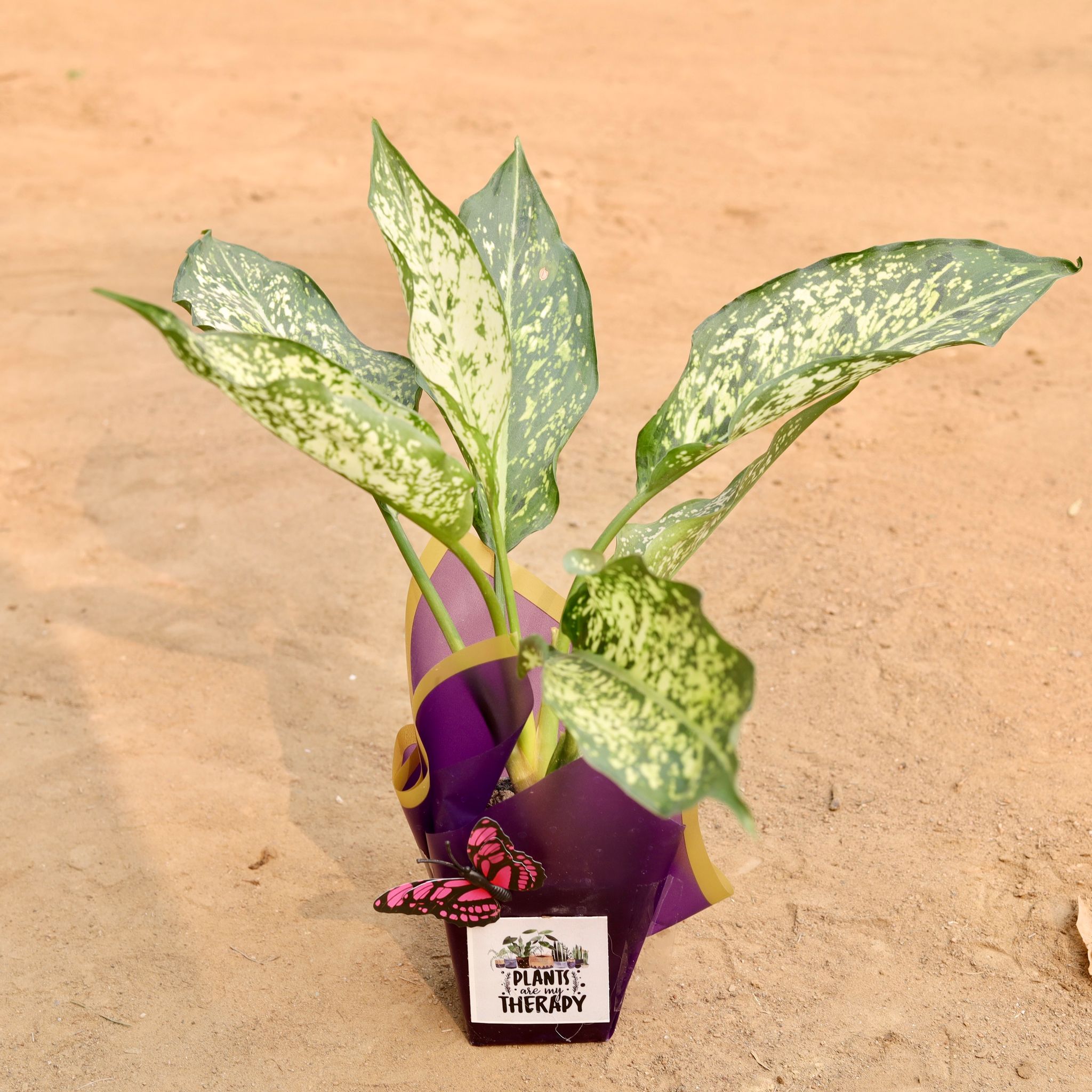 Aglaonema Snow White in 4 Inch Nursery Pot(Gift Wrapped)
