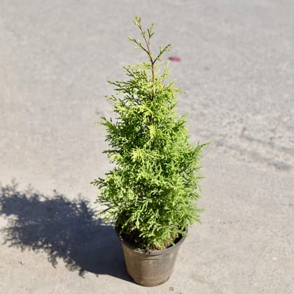 Buy Golden Cypress in 8 Inch Nursery Pot | Urvann.com