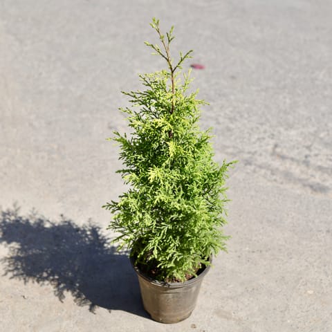 Golden Cypress in 8 Inch Nursery Pot