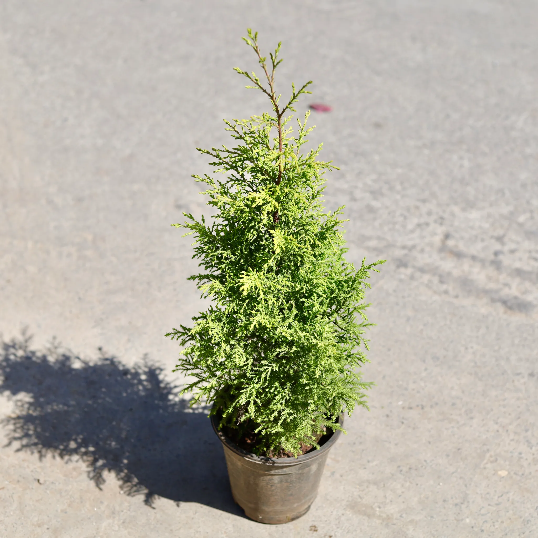 Golden Cypress in 8 Inch Nursery Pot