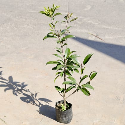 Buy Chiku / Sapodilla in 6 Inch Nursery bag | Urvann.com