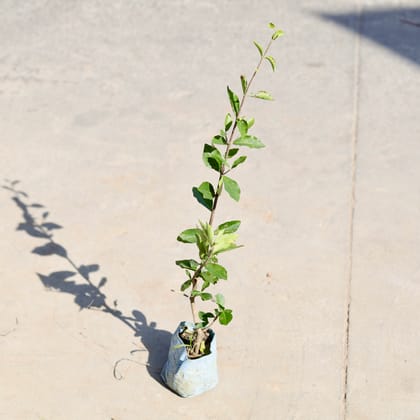 Buy Cherry in 5 Inch Nursery bag | Urvann.com
