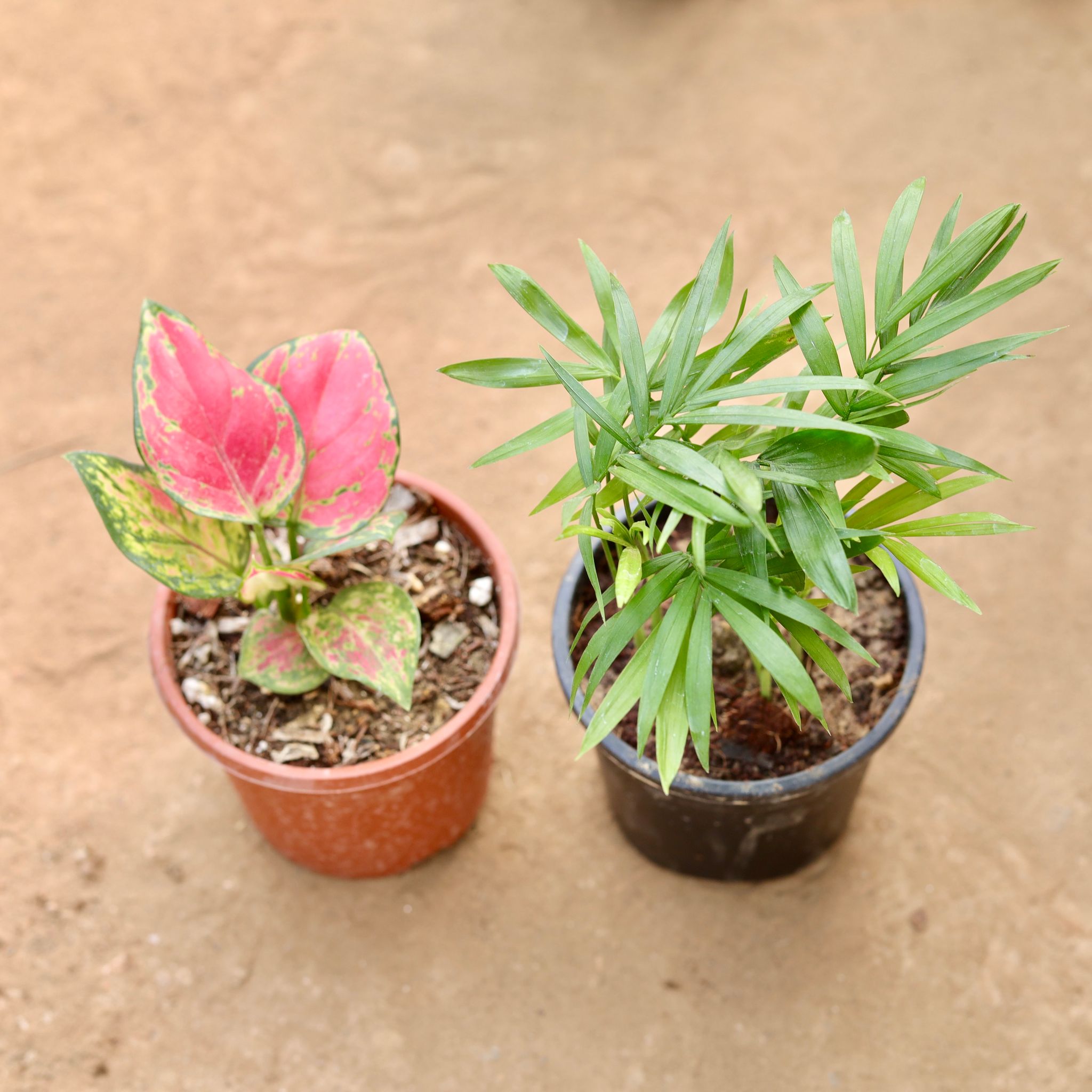 Set of 2 - Aglaonema Pink & Chamaedorea Palm in 4 Inch Nursery Pot