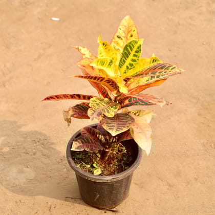 Buy Croton Petra in 8 Inch Nursery Pot | Urvann.com