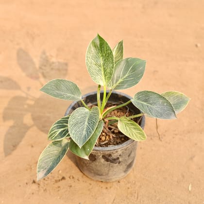 Buy Philodendron Birkin in 6 Inch Nursery Pot | Urvann.com