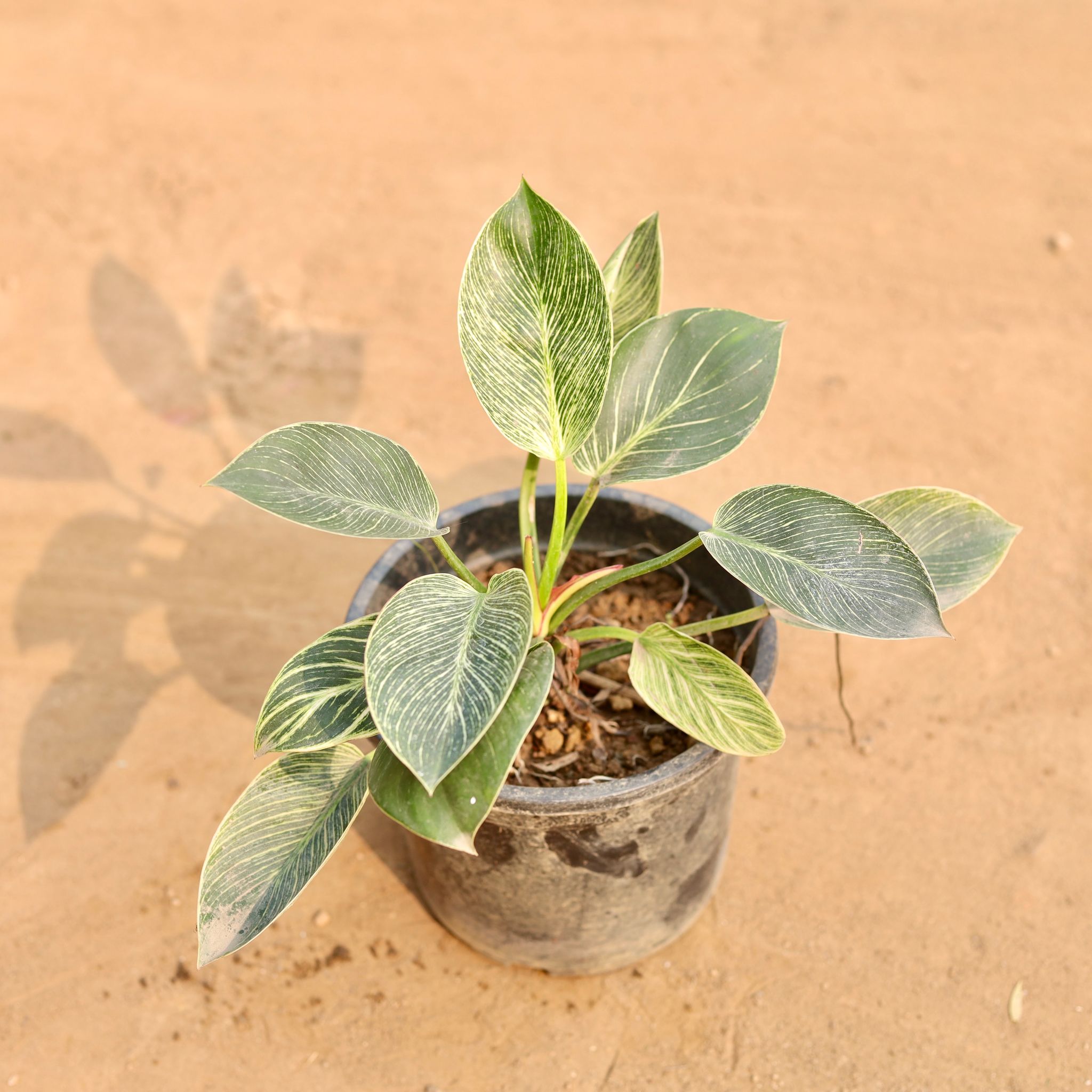 Philodendron Birkin in 6 Inch Nursery Pot