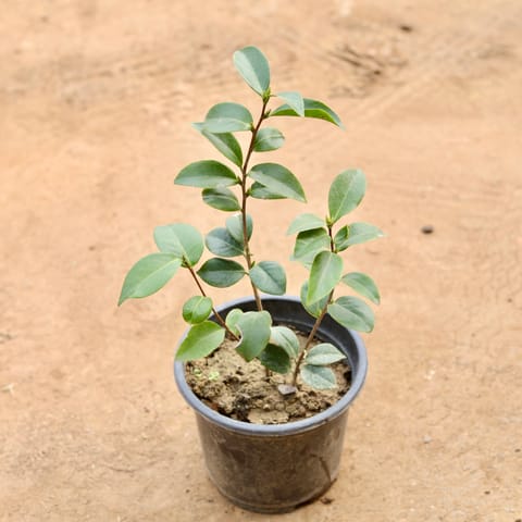 Camellia (Any Colour) in 8 Inch Nursery Pot