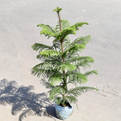 Buy Araucaria / Christmas Tree in 7 Inch Nursery bag | Urvann.com