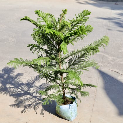 Buy Araucaria / Christmas Tree in 7 Inch Nursery bag | Urvann.com