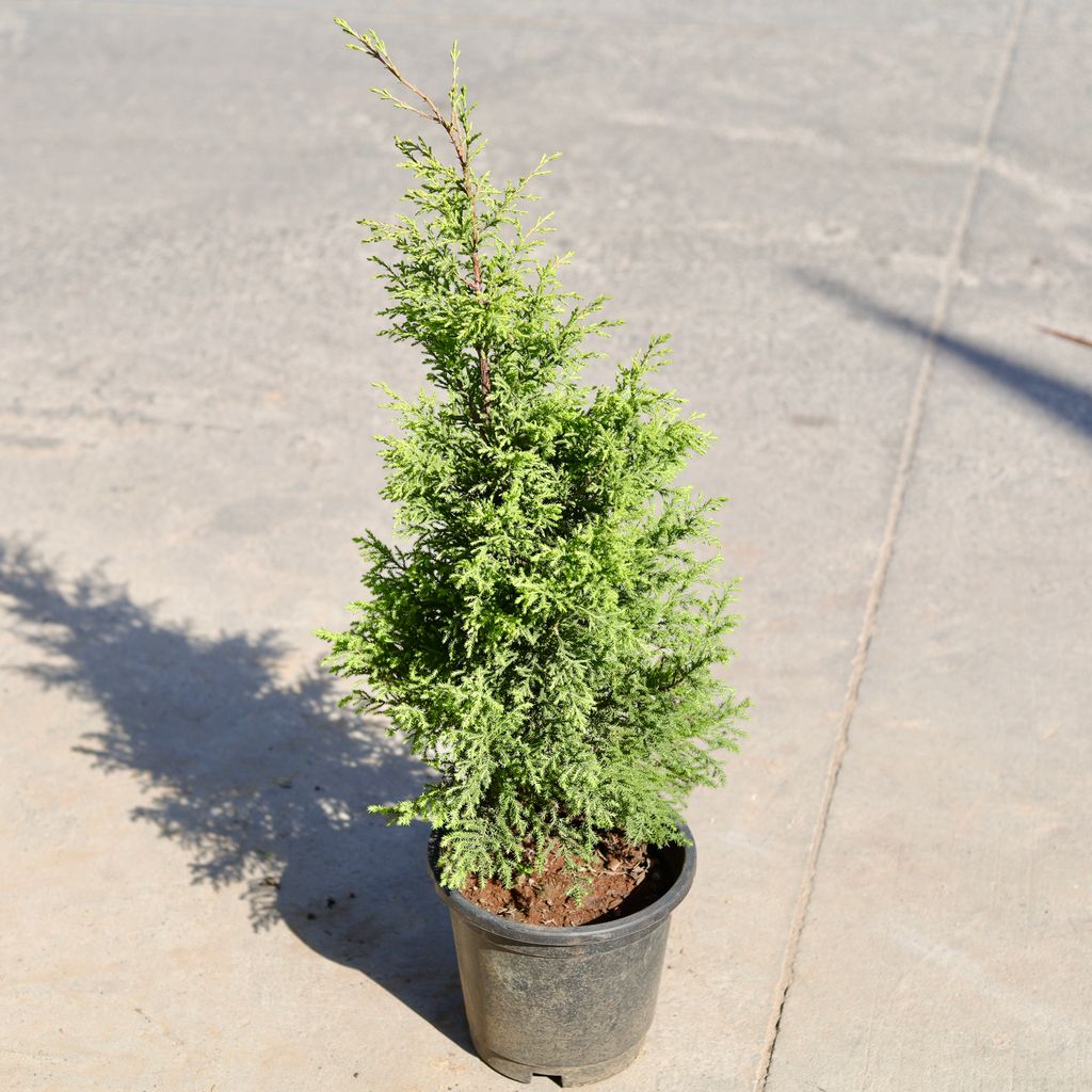 Buy Golden Cypress in 8 Inch Nursery bag | Urvann.com Golden Cypress in 8 Inch Nursery bag