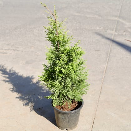 Buy Golden Cypress in 8 Inch Nursery bag | Urvann.com