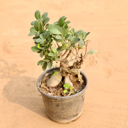 Buy Ficus Bonsai in 6 Inch Nursery Pot | Urvann.com