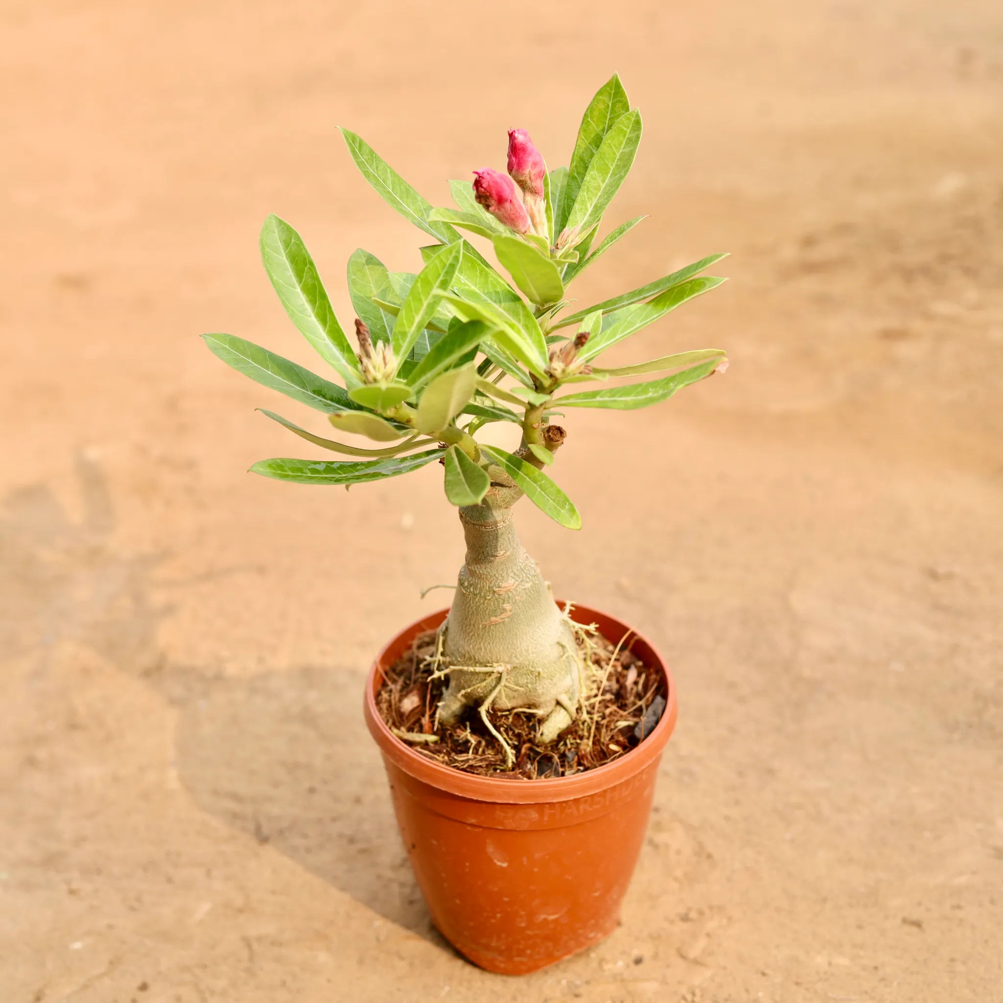 Adenium Grafted (Any Colour) in 6 Inch Nursery Pot