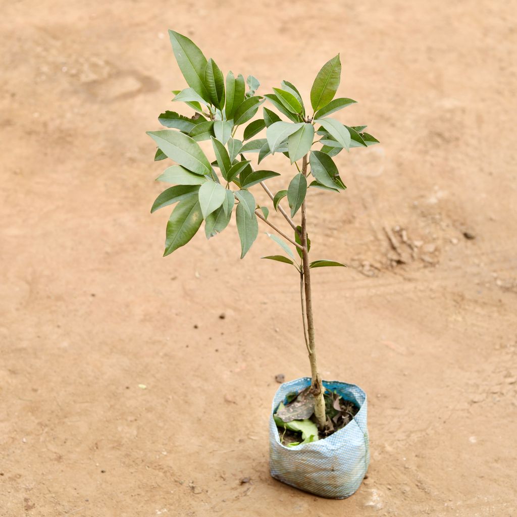 Buy Chiku / Sapodilla in 6 Inch Nursery bag | Urvann.com Chiku / Sapodilla in 6 Inch Nursery bag