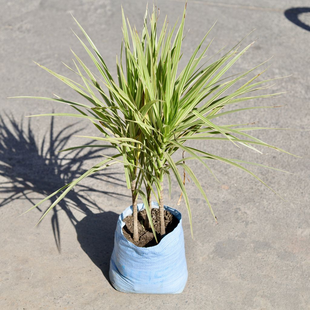 Dracaena Colorama Green in 7 Inch Nursery bag