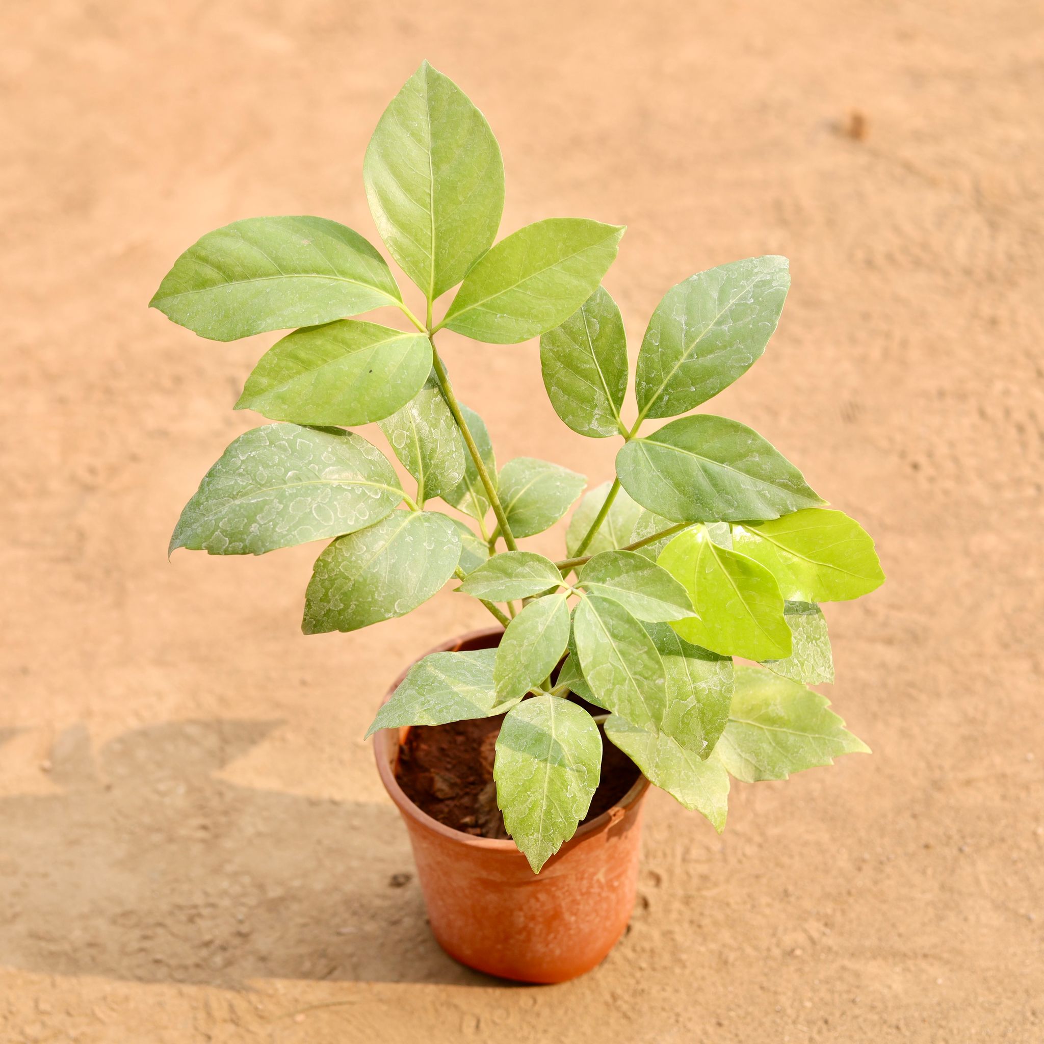 Schefflera Brassia Golden in 6 Inch Nursery Pot