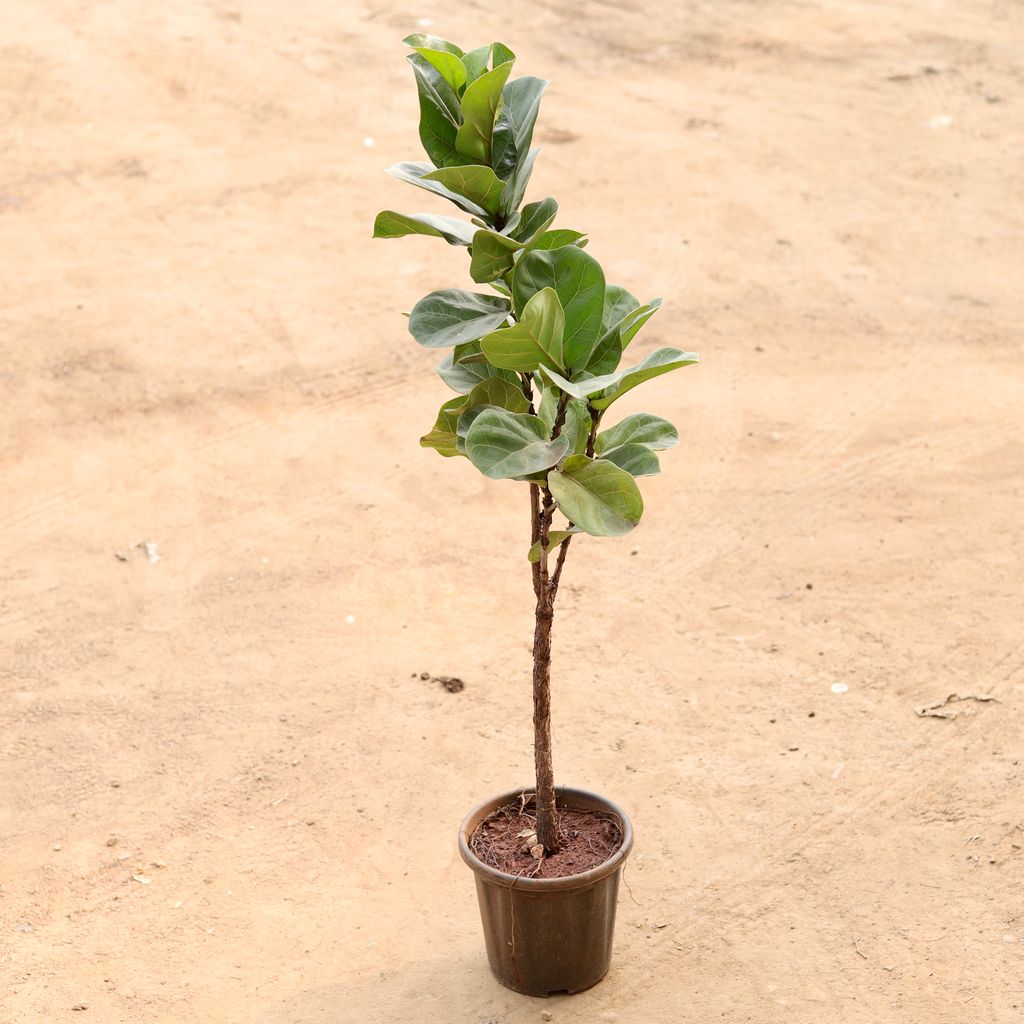 Buy Fiddle Leaf Fig / Ficus Lyrata in 8 Inch Nursery Pot | Urvann.com Fiddle Leaf Fig / Ficus Lyrata in 8 Inch Nursery Pot