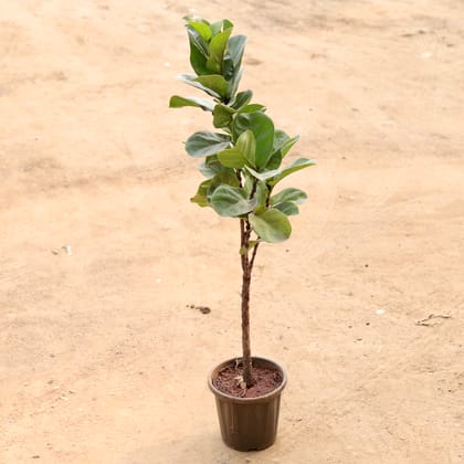 Buy Fiddle Leaf Fig / Ficus Lyrata in 8 Inch Nursery Pot | Urvann.com