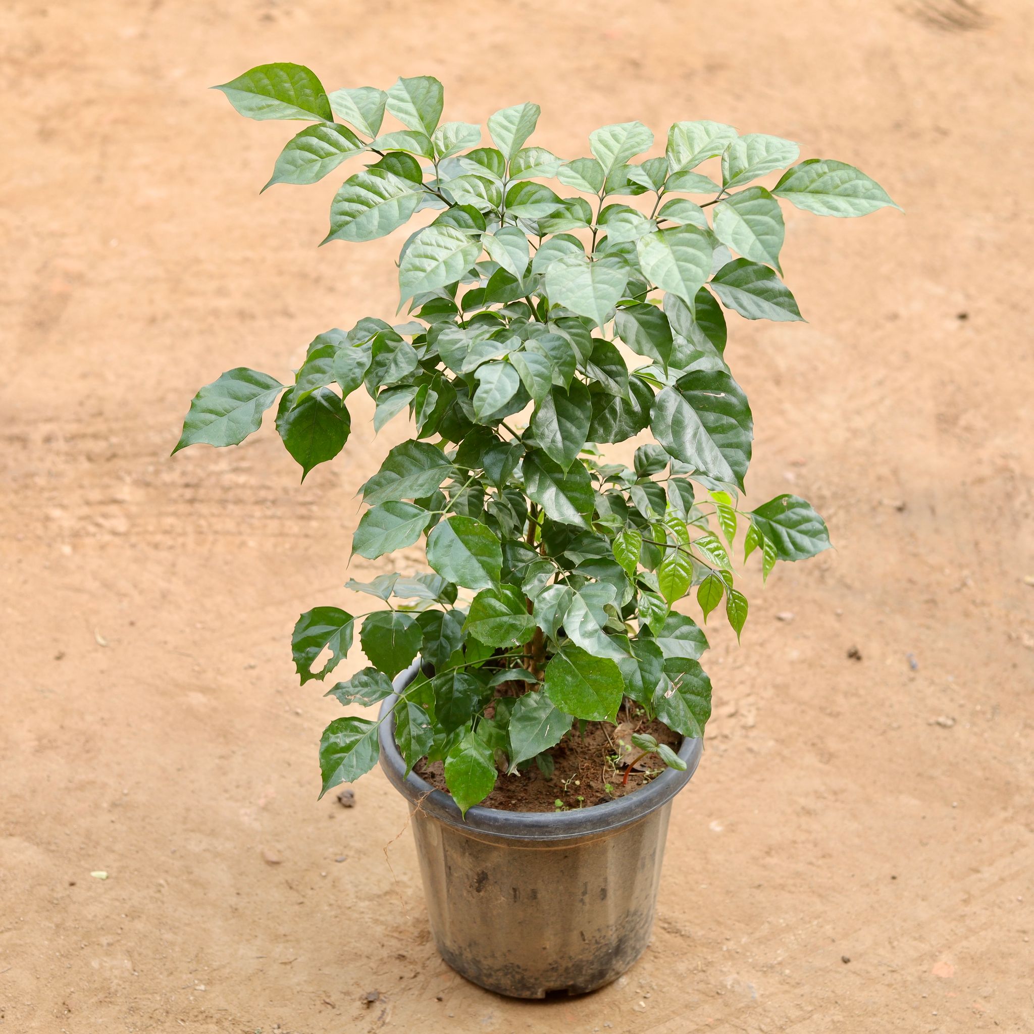 China Doll / Radermachera in 10 Inch Nursery Pot