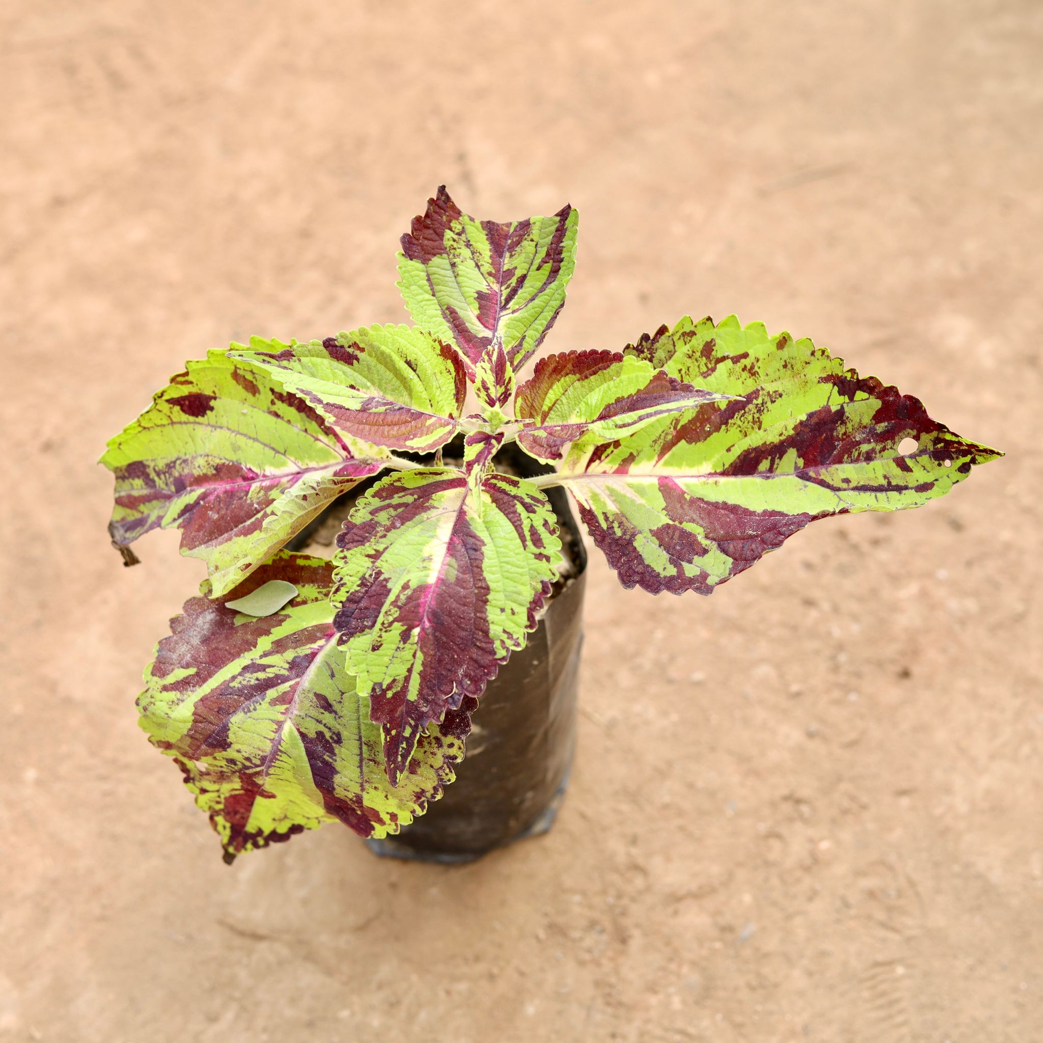 Coleus (Any Colour) in 4 Inch Nursery bag