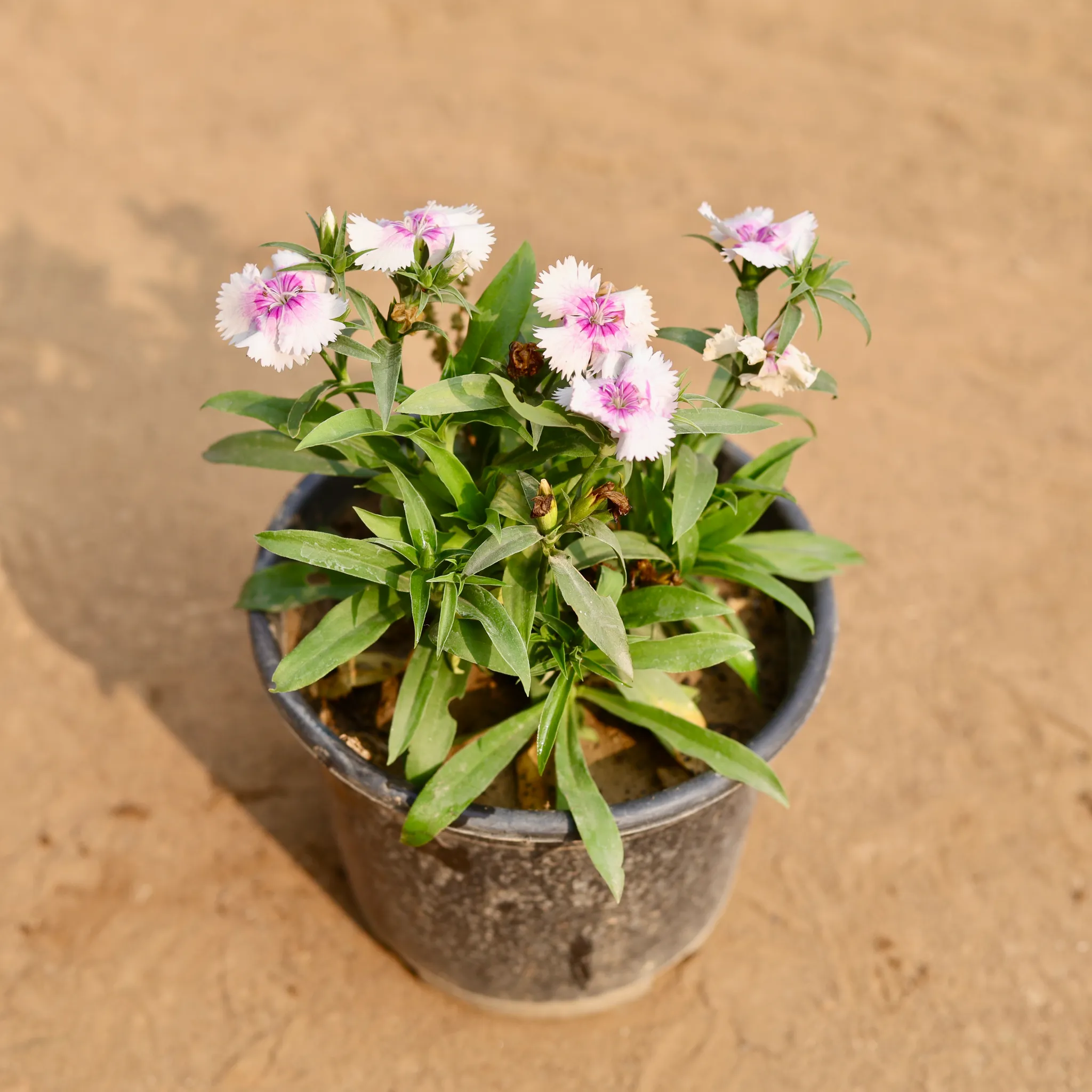 Dianthus (Any Colour) in 6 Inch Nursery Pot