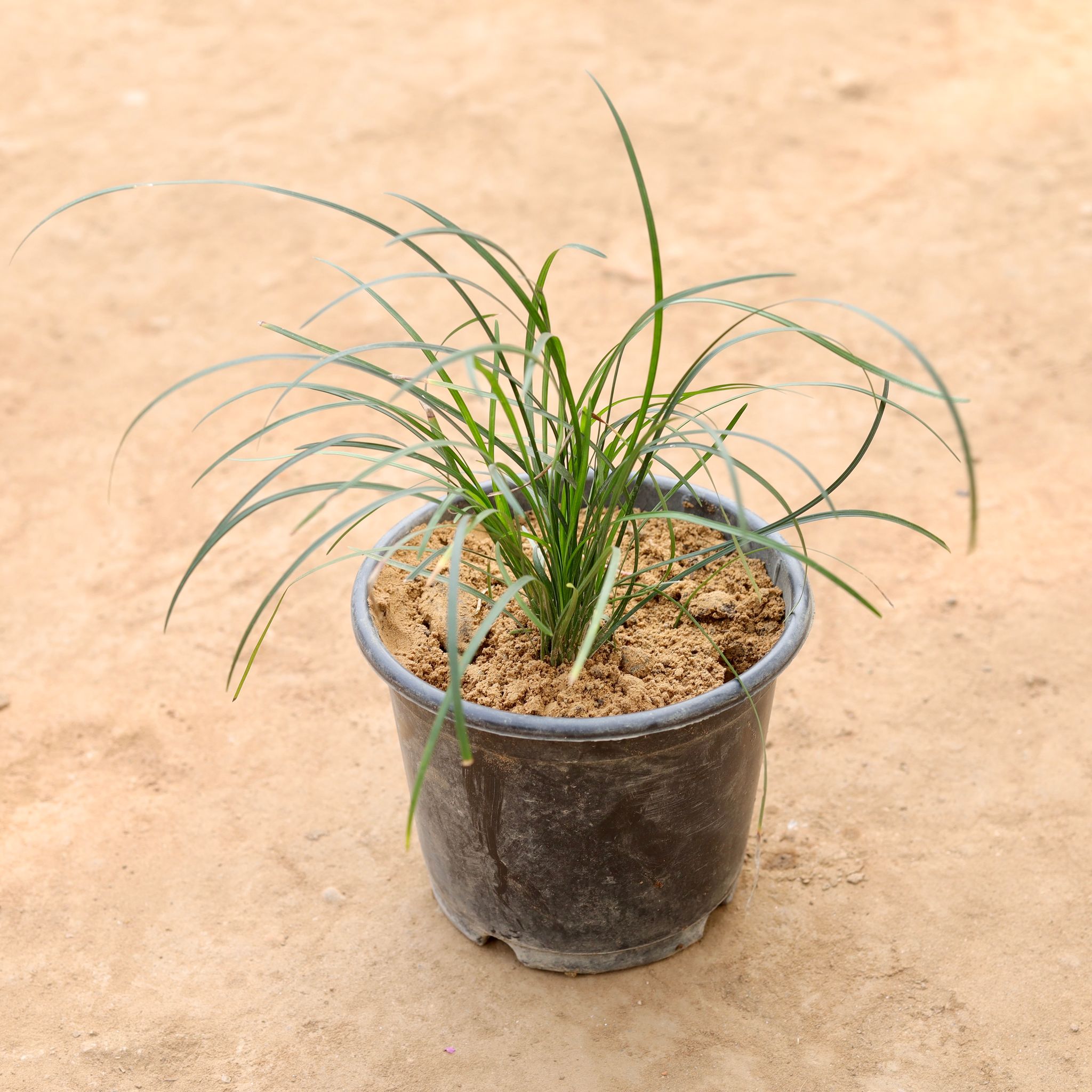 Black Grass in 6 Inch Nursery Pot