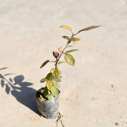 Buy Hibiscus / Gudhal (Any Colour) in 4 Inch Nursery bag | Urvann.com