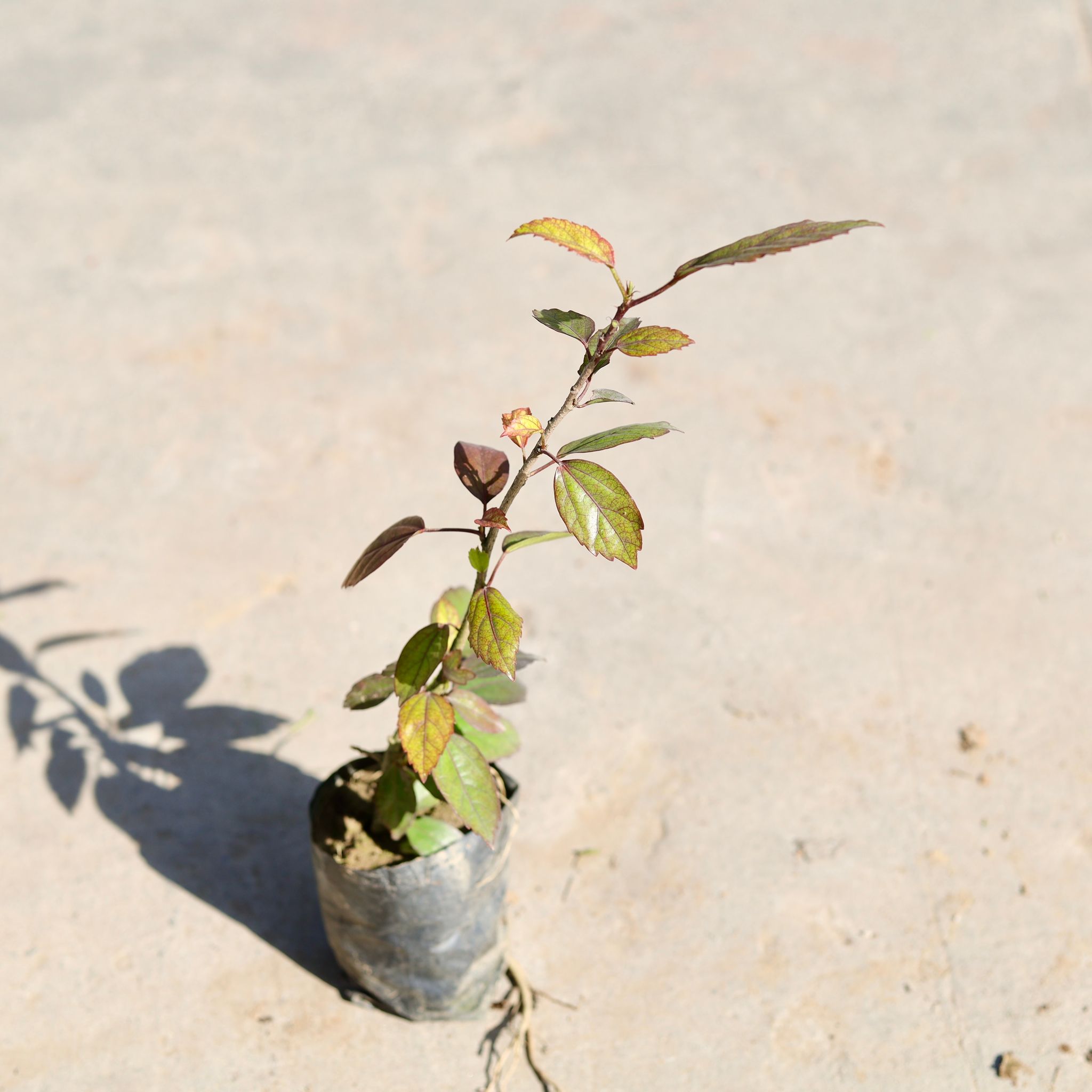 Hibiscus / Gudhal (Any Colour) in 4 Inch Nursery bag