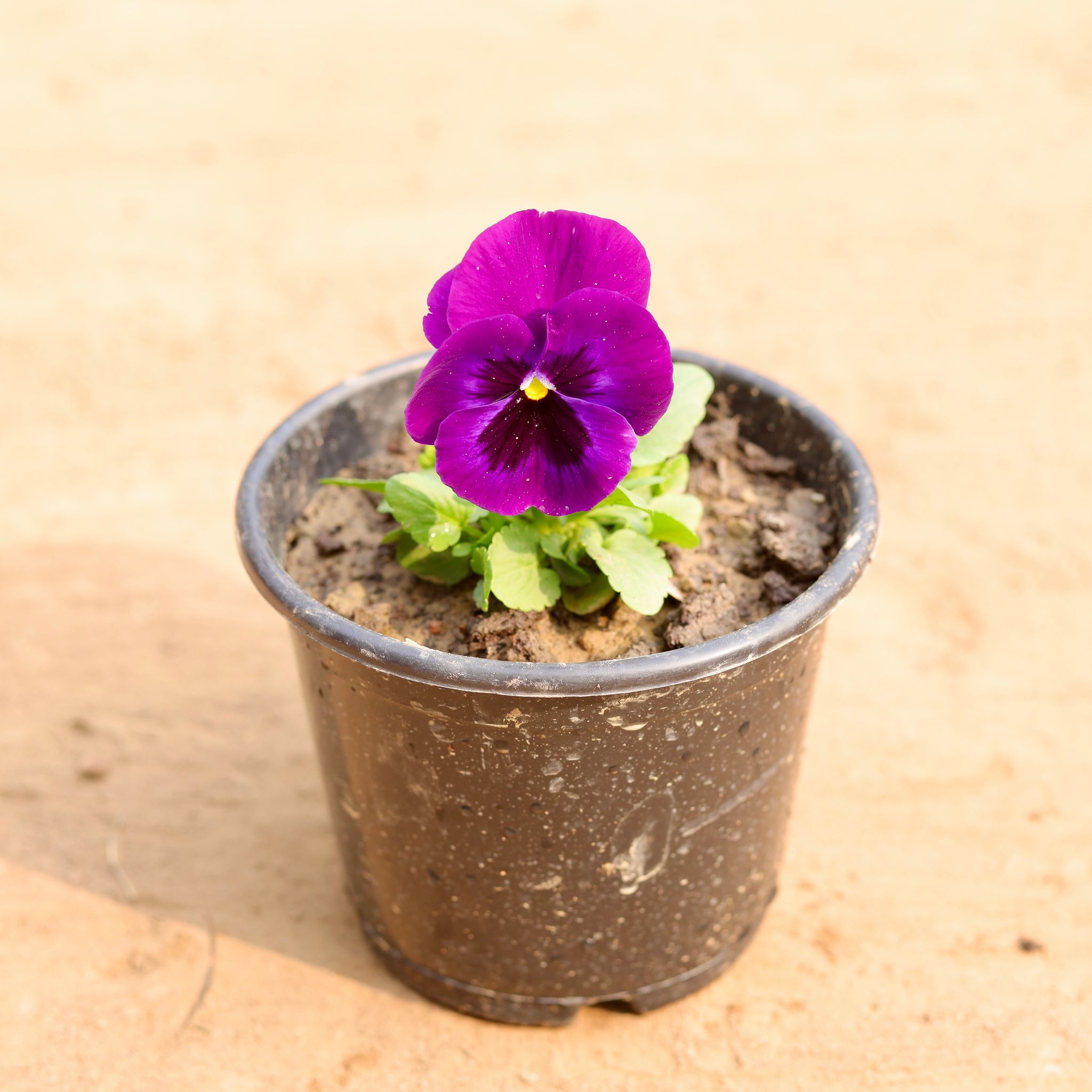 Pansy (Any Colour) in 6 Inch Nursery Pot