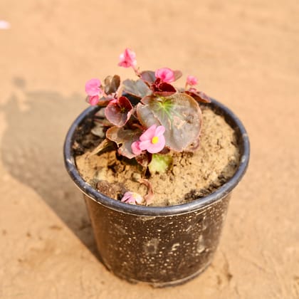 Buy Begonia (Any Colour) in 6 Inch Nursery Pot | Urvann.com