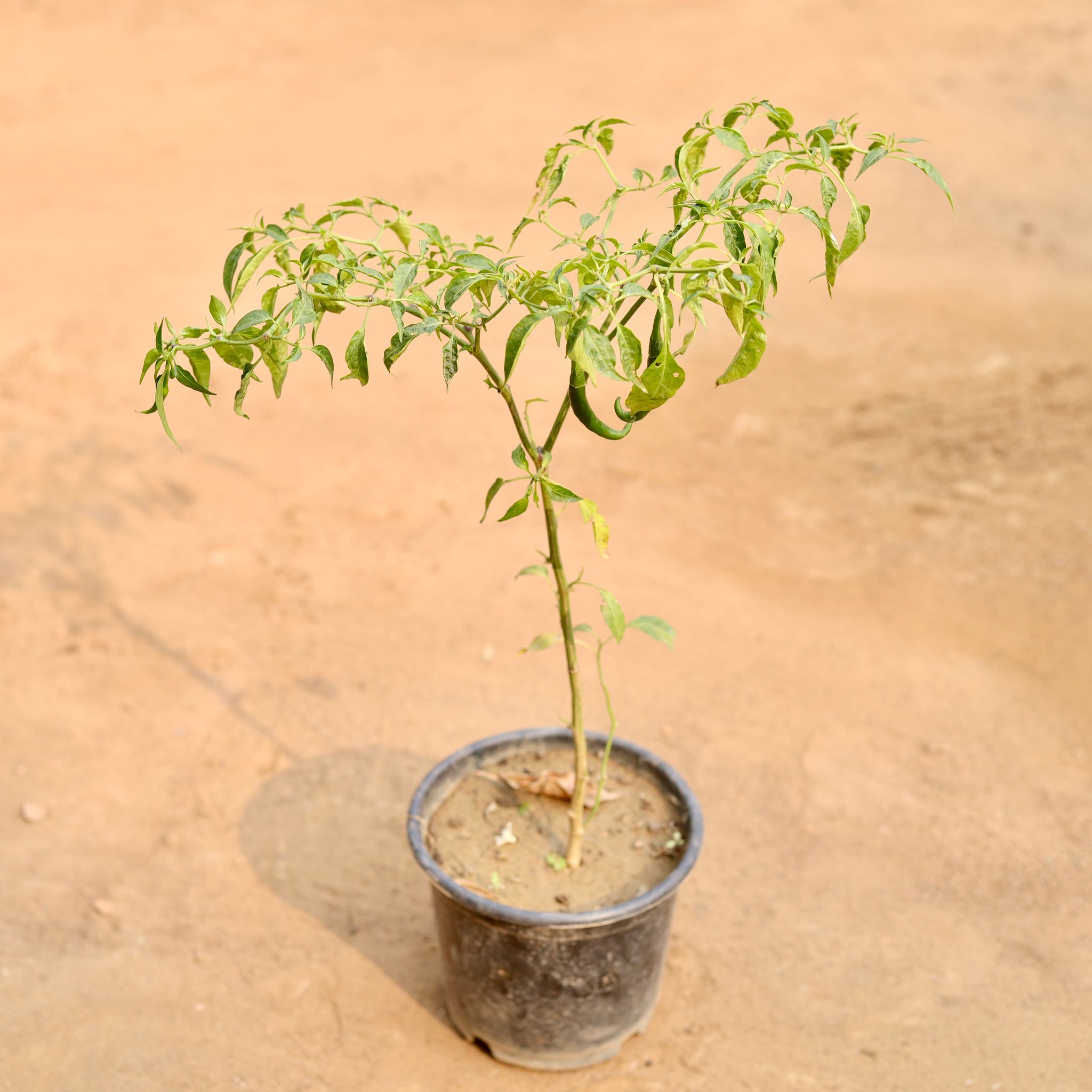 Chilli Plant in 6 Inch Nursery Pot