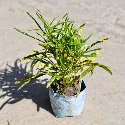 Buy Chironji Croton in 5 Inch Nursery bag | Urvann.com