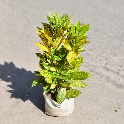 Buy Baby Croton Gold Star in 5 Inch Nursery bag | Urvann.com