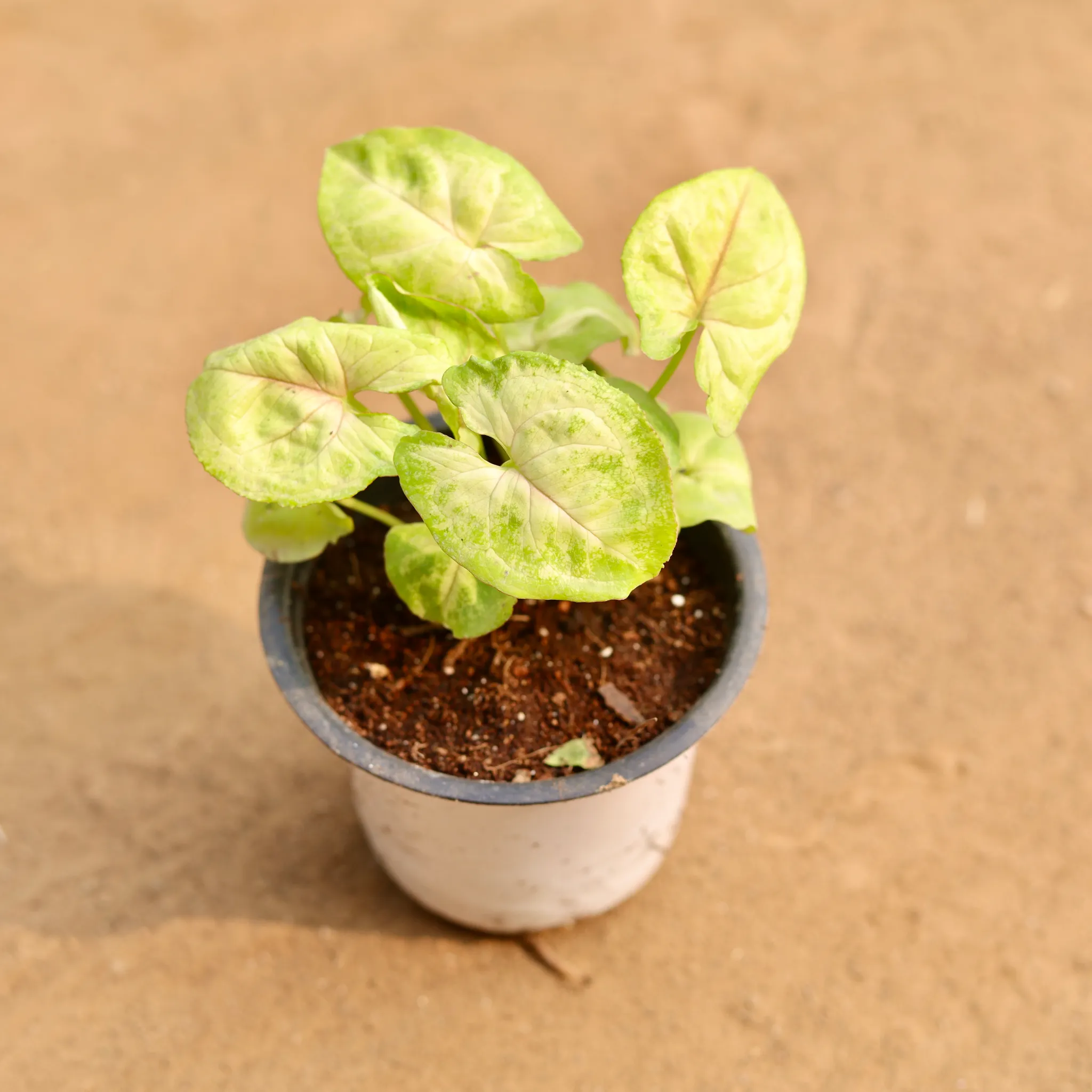 Syngonium Golden in 4 Inch Nursery Pot