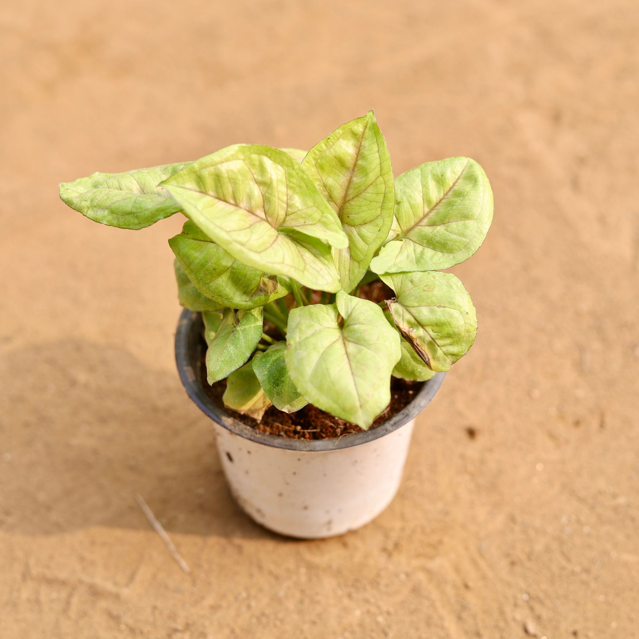 Syngonium Golden in 4 Inch Nursery Pot