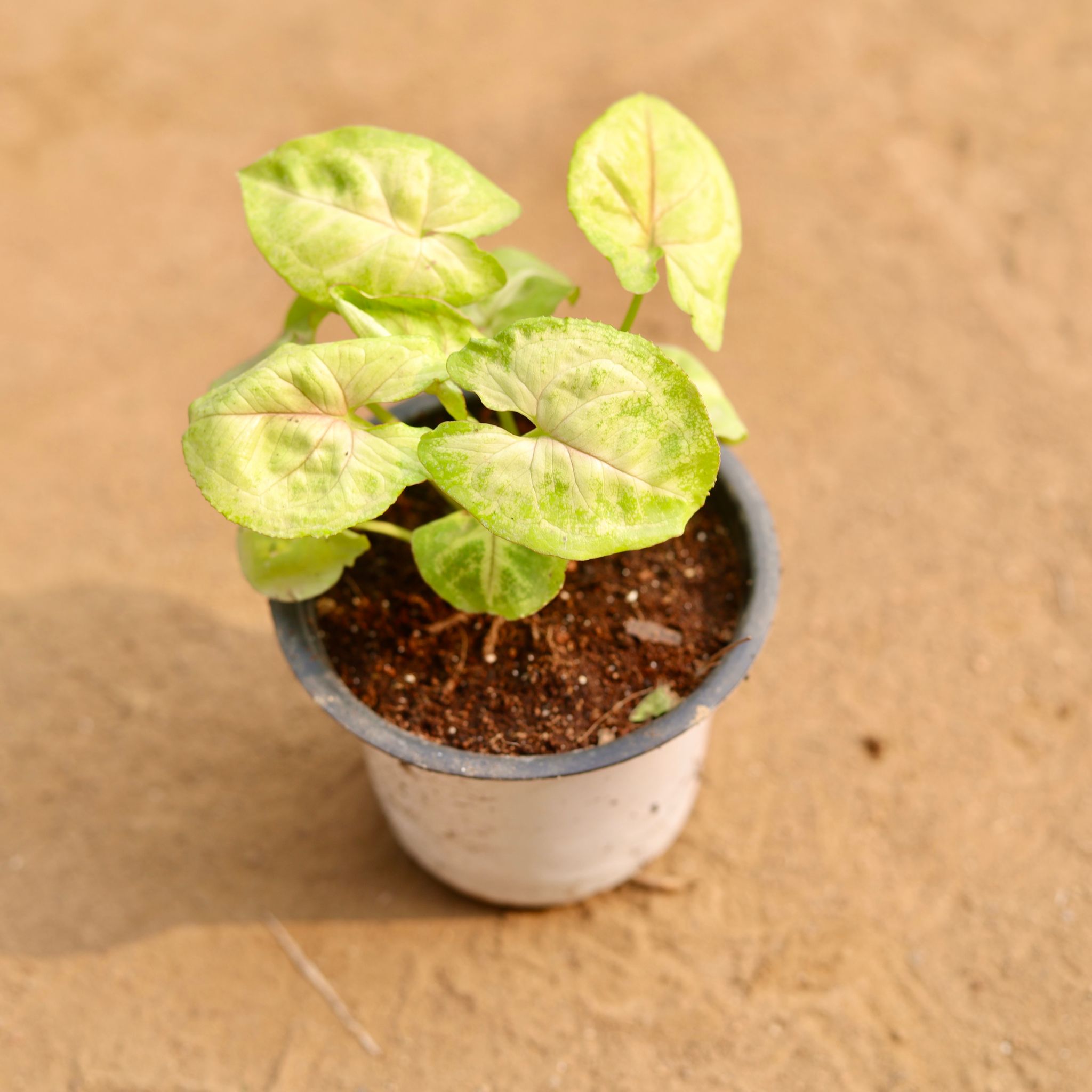 Syngonium Golden in 4 Inch Nursery Pot