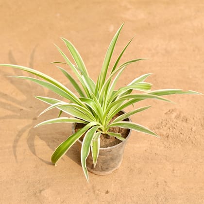 Buy Spider Plant in 5 Inch Nursery Pot | Urvann.com
