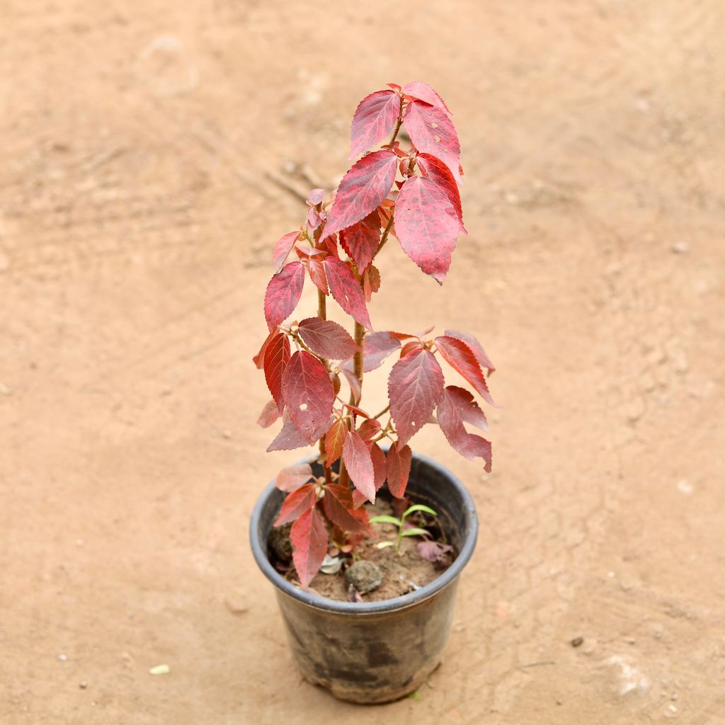Buy Acalypha Red in 6 Inch Nursery Pot | Urvann.com Acalypha Red in 6 Inch Nursery Pot
